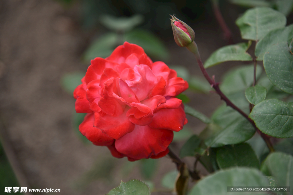 月季花