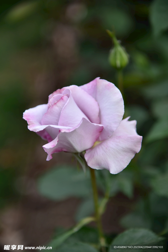 月季花