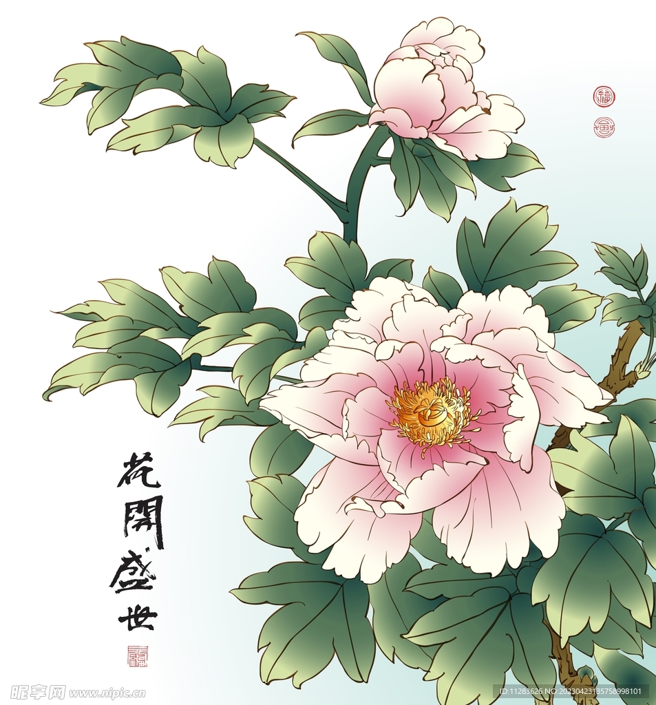 牡丹插画