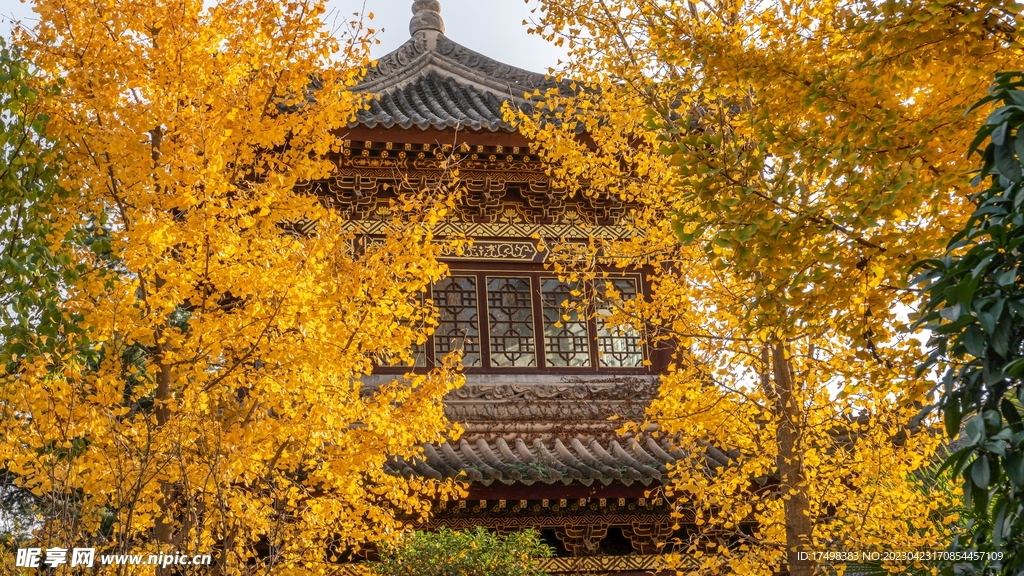 树叶黄了