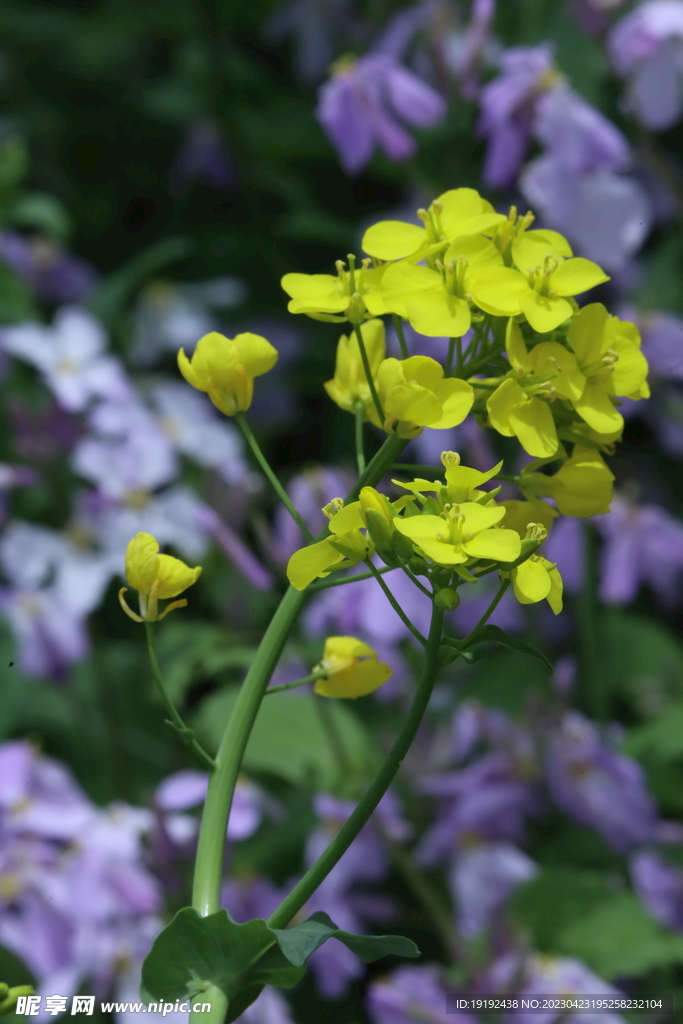油菜花 