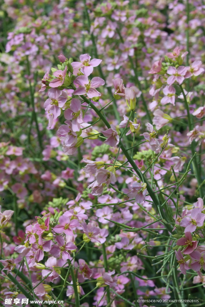 油菜花