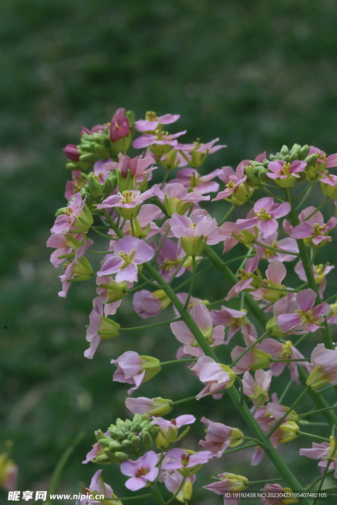 油菜花 