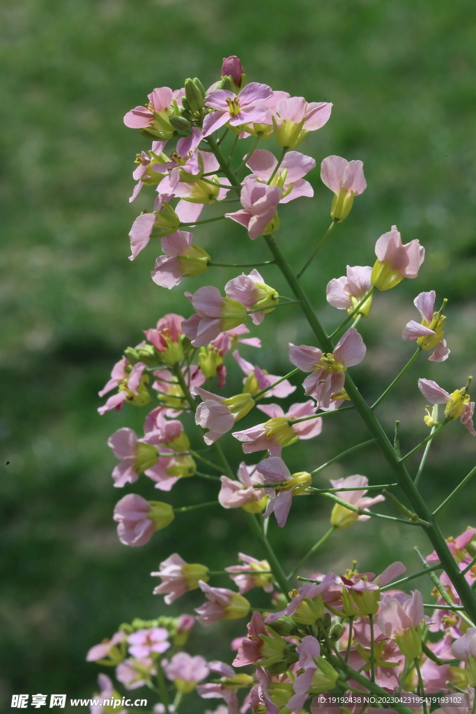 油菜花 