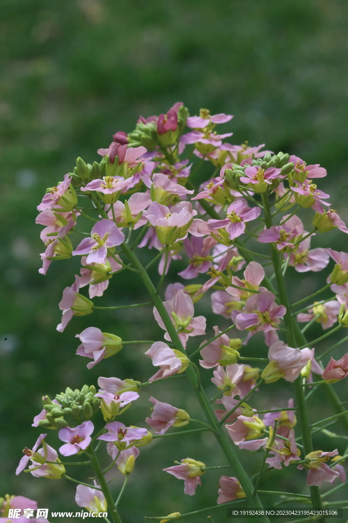 油菜花