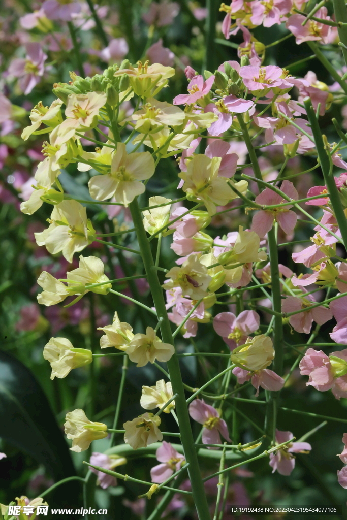 油菜花
