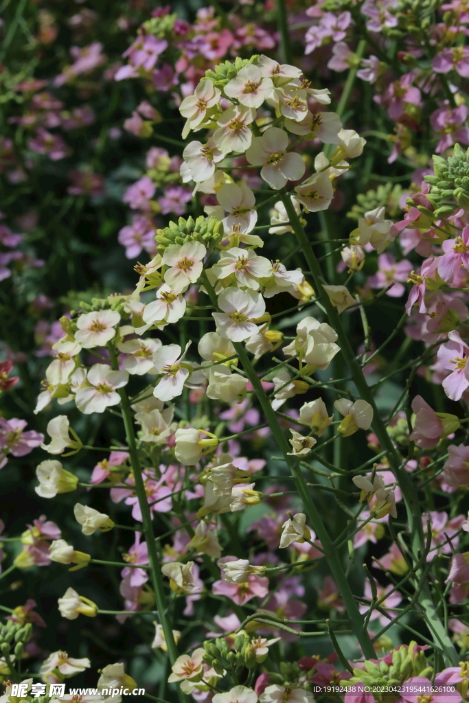 油菜花 