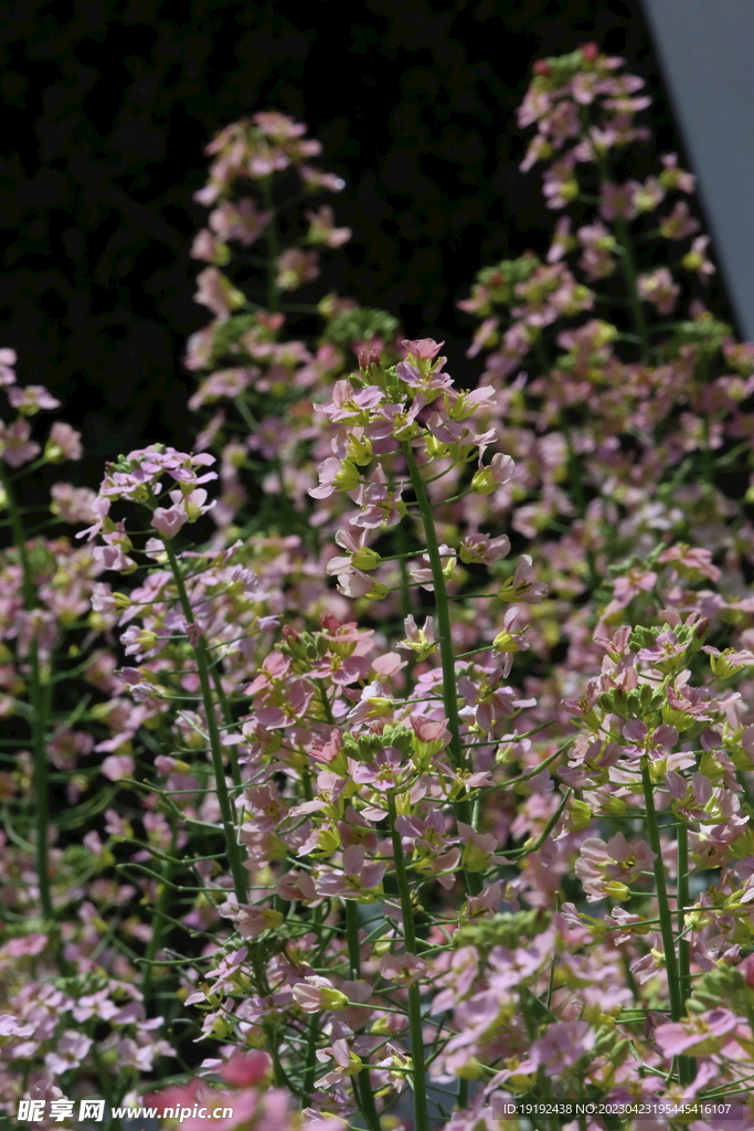 油菜花