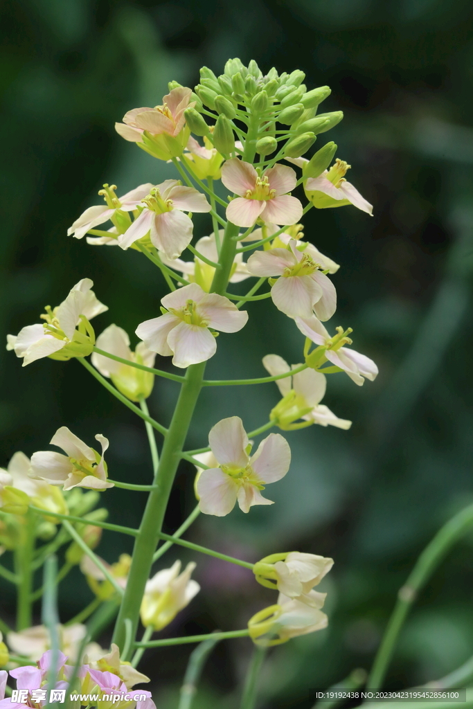 油菜花 