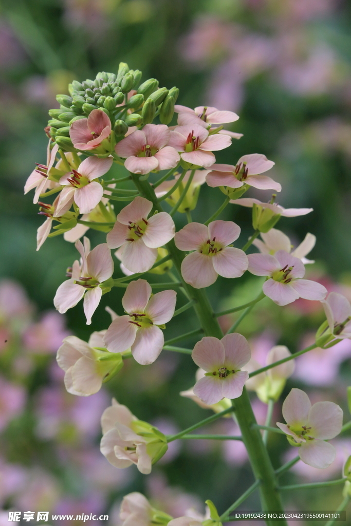 油菜花 