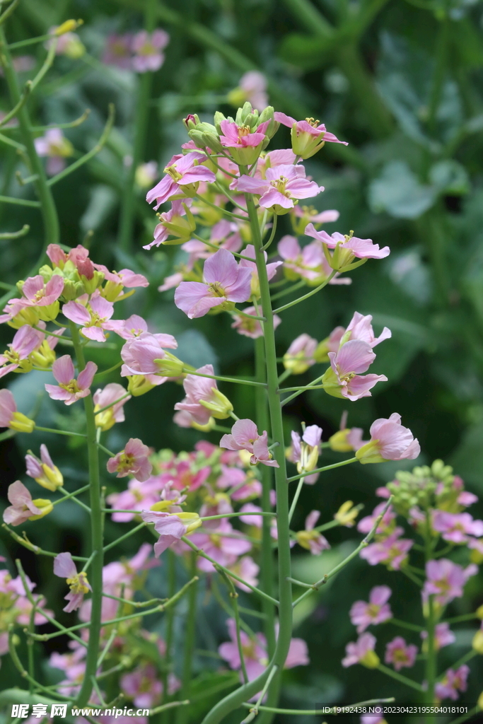 油菜花 