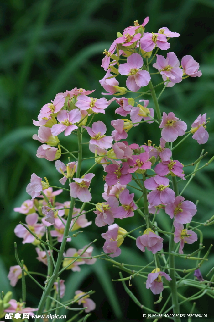 油菜花