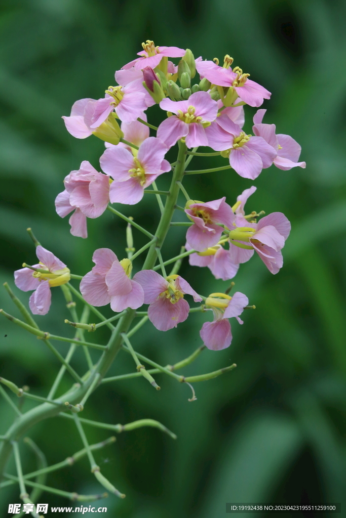 油菜花