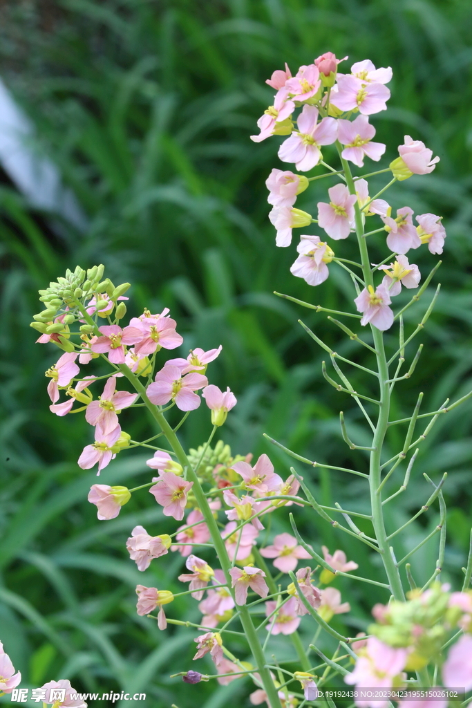 油菜花
