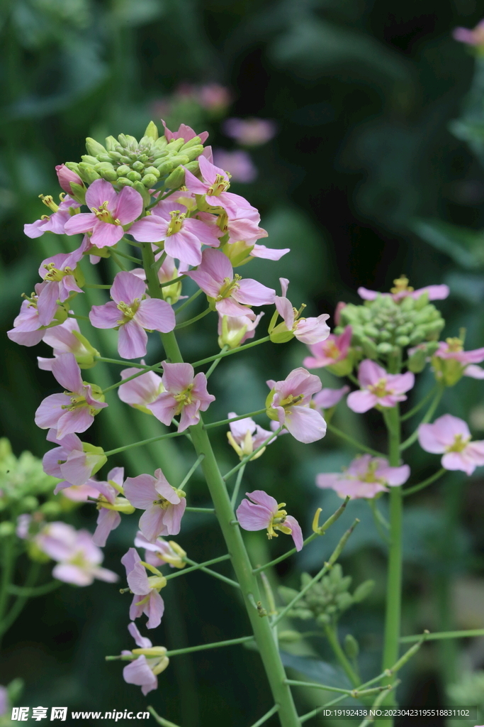 油菜花 