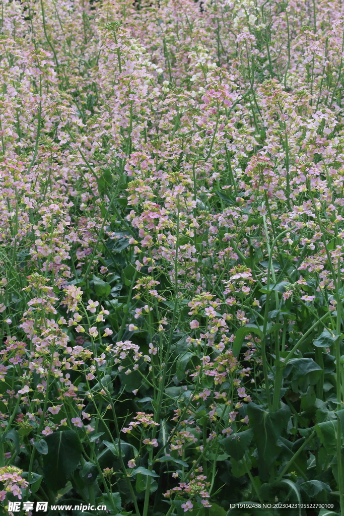 油菜花 
