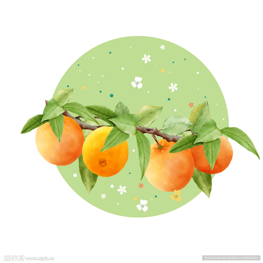 橙子插画