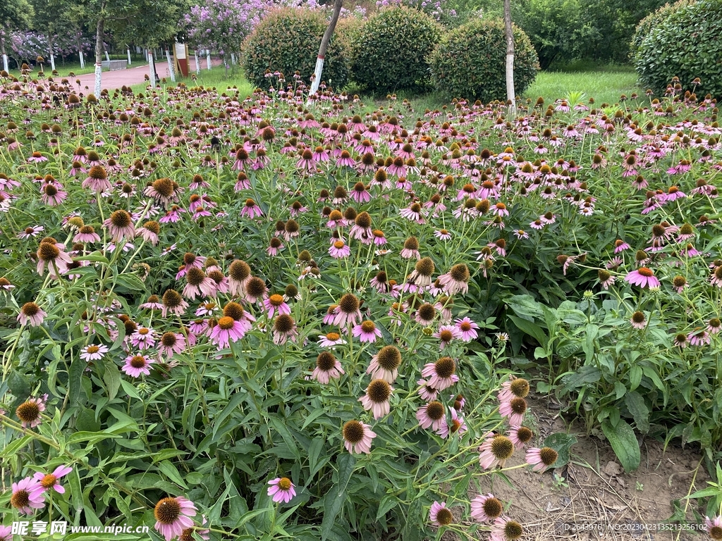 花海
