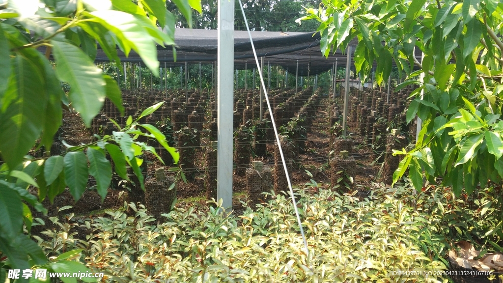 南方植物