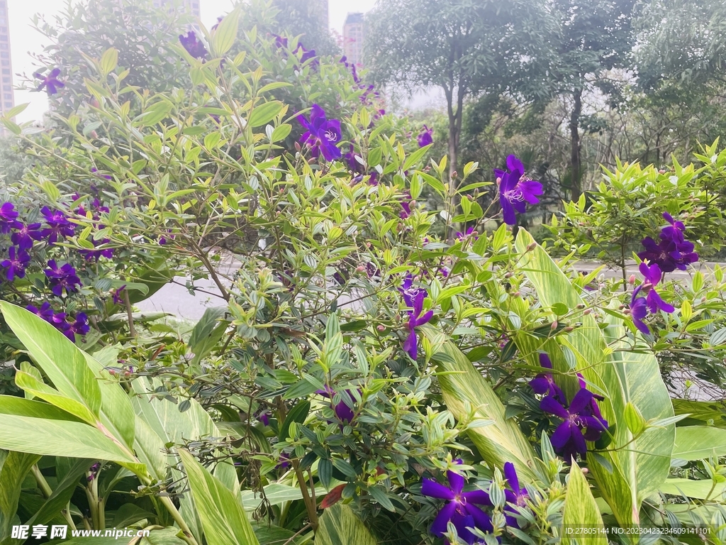花卉植物
