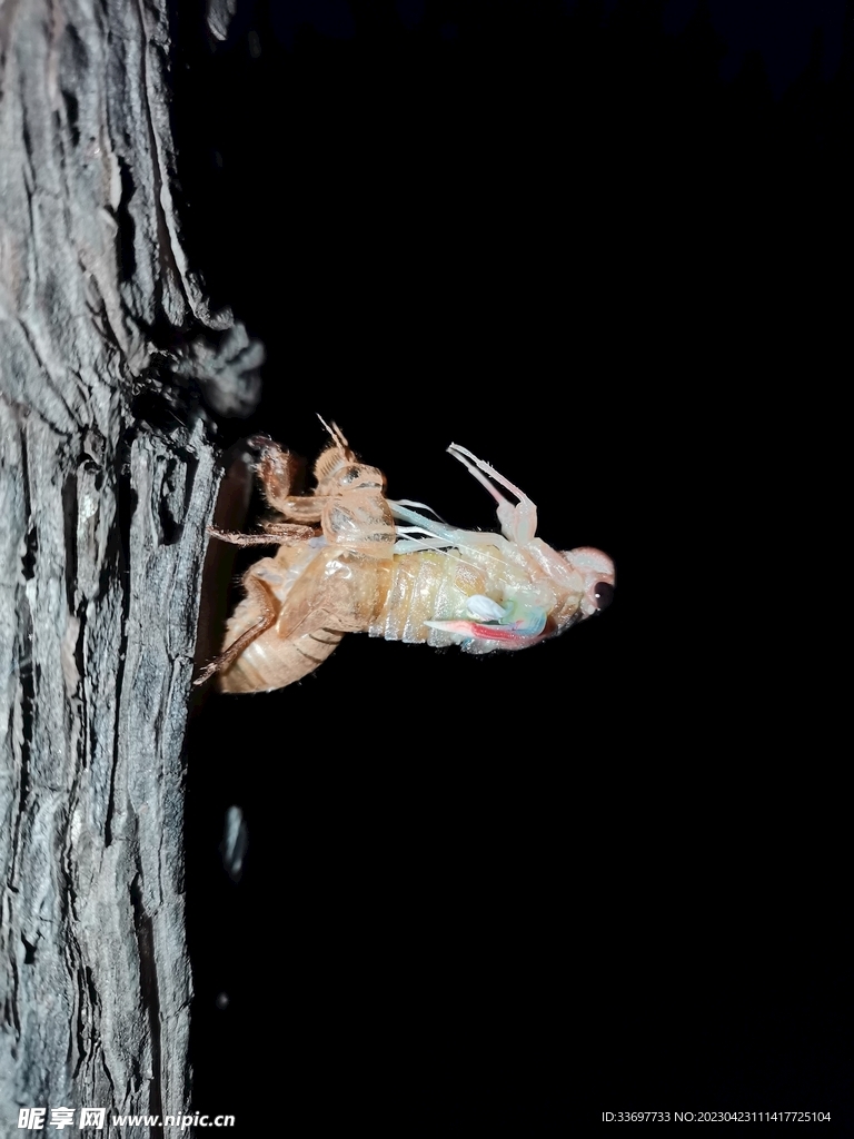 蝉