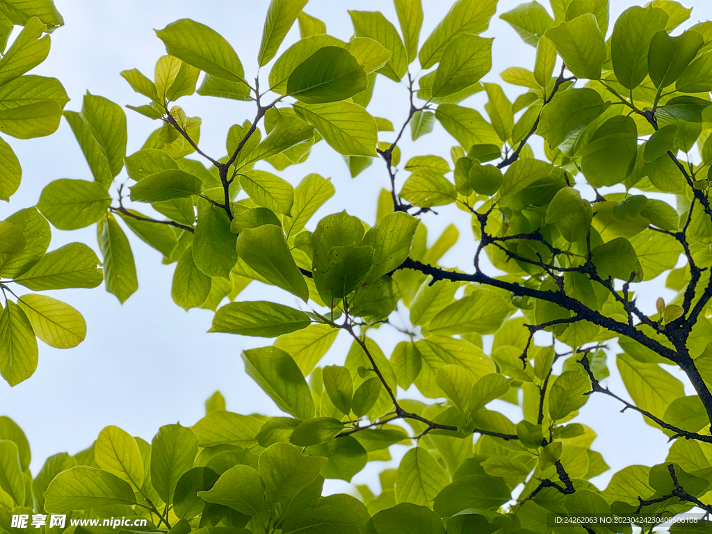 仰拍绿树叶