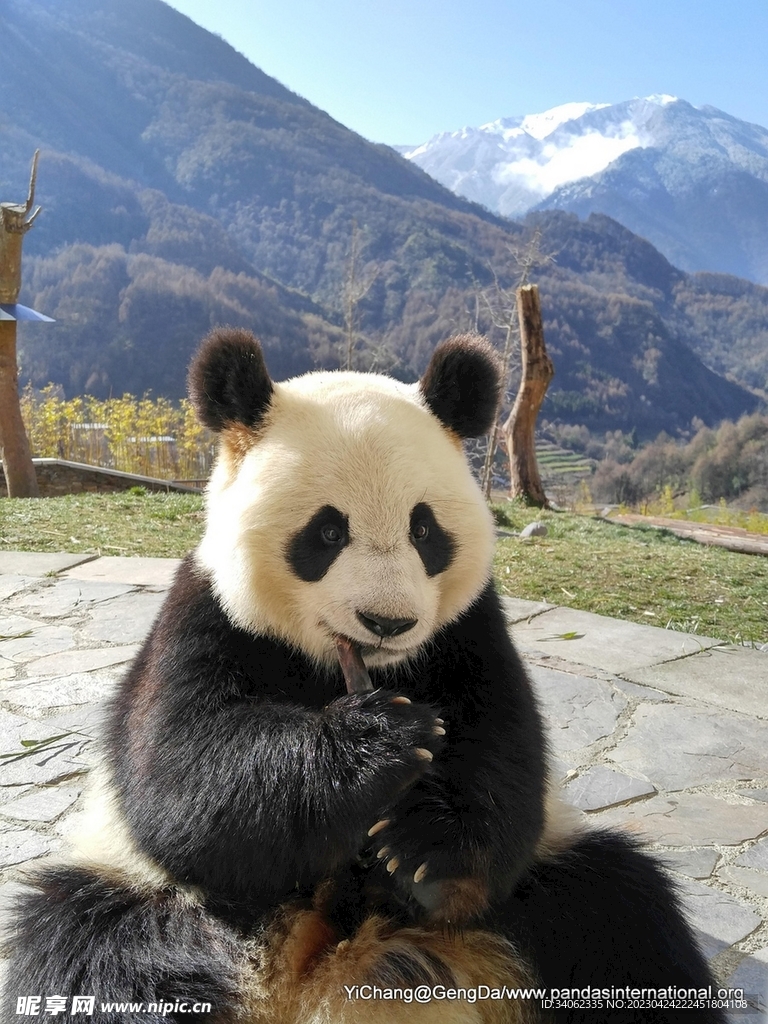 熊猫panda图片