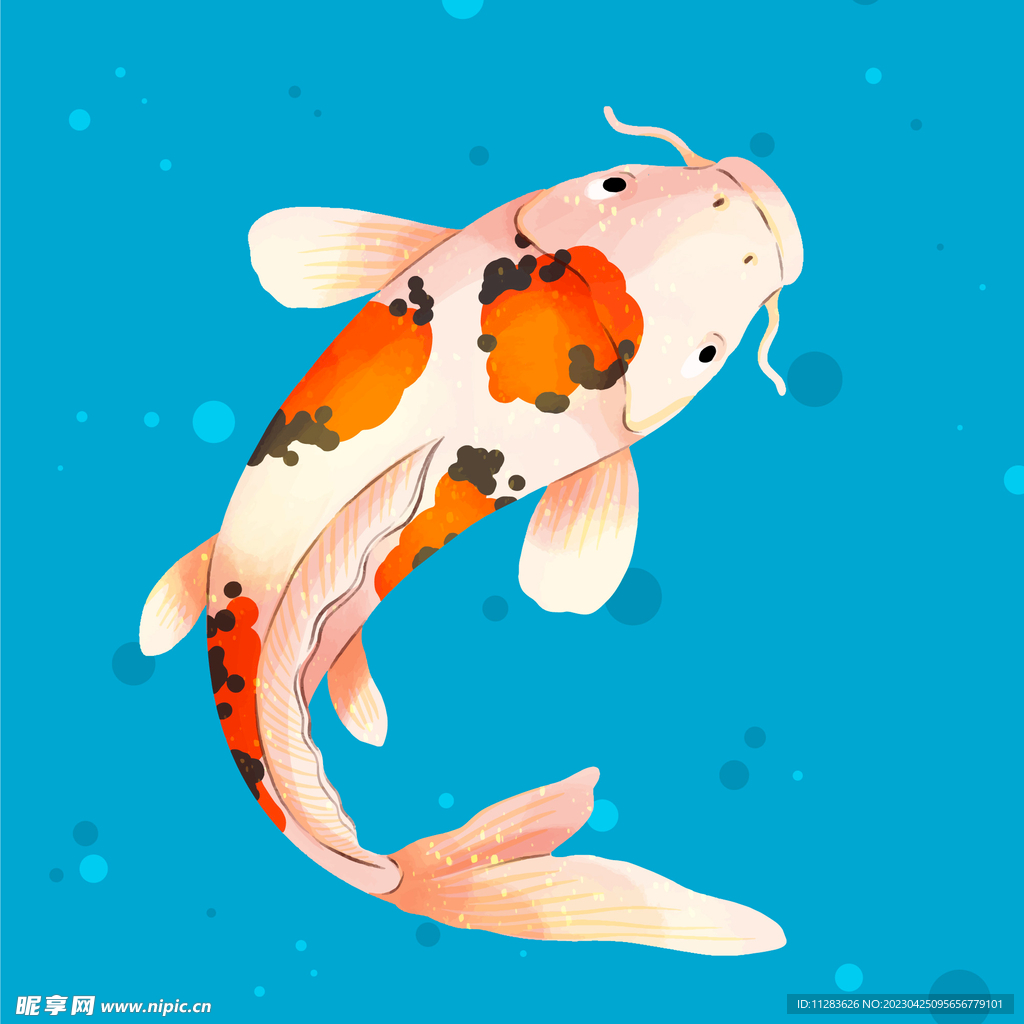 锦鲤插画