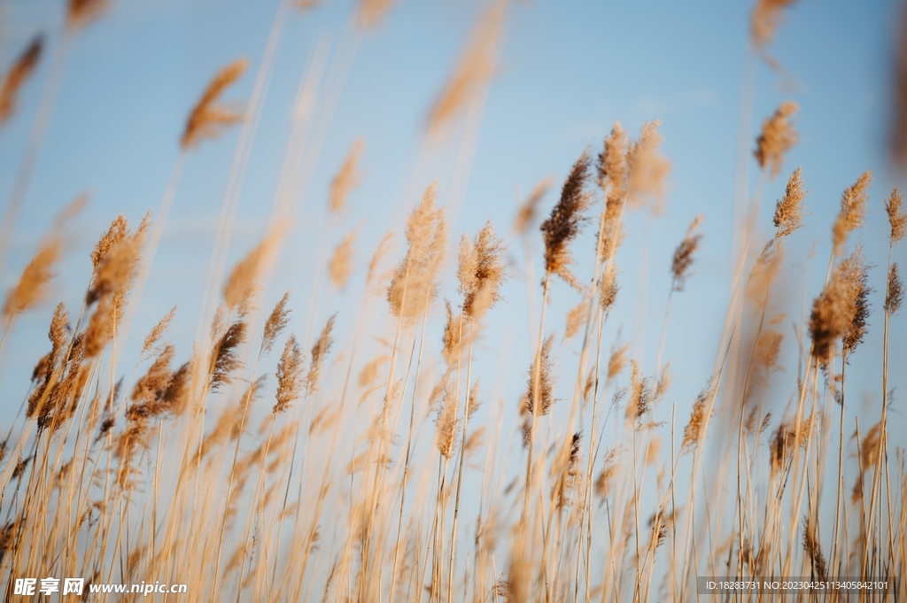 秋季芦苇草植物园