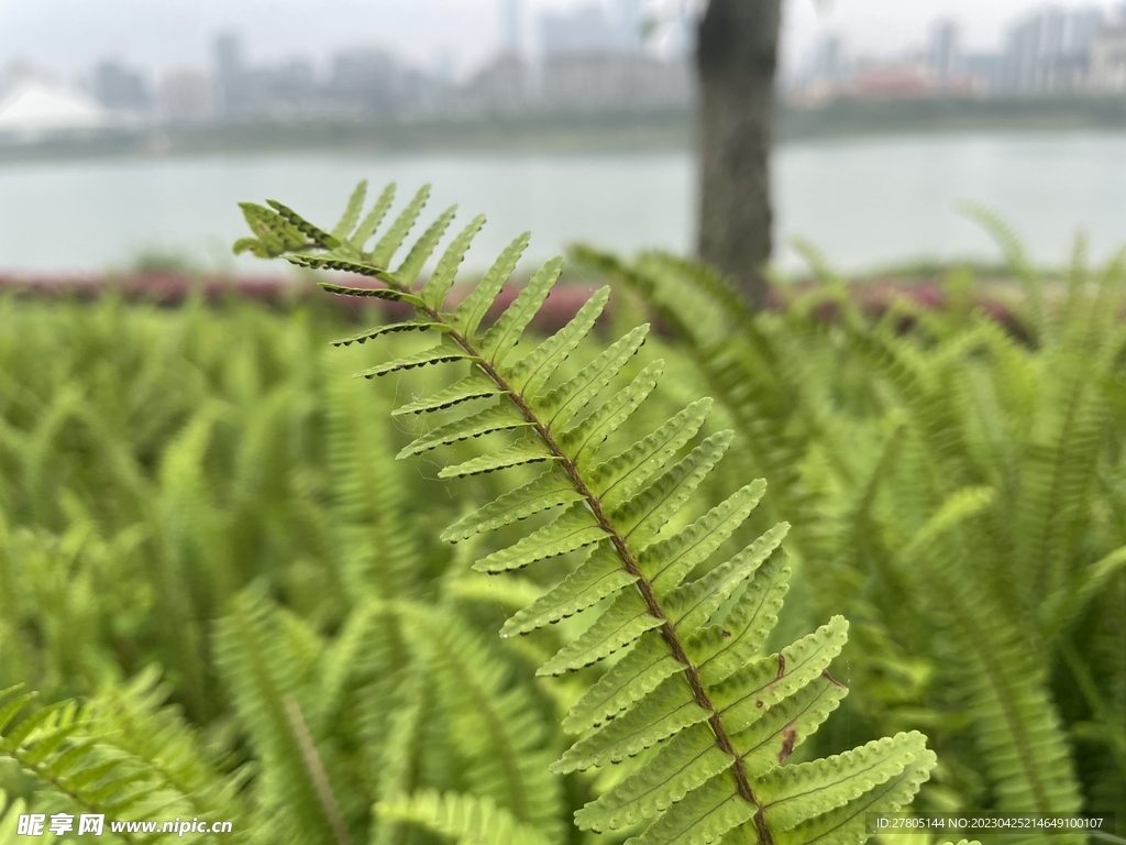 肾蕨群丛