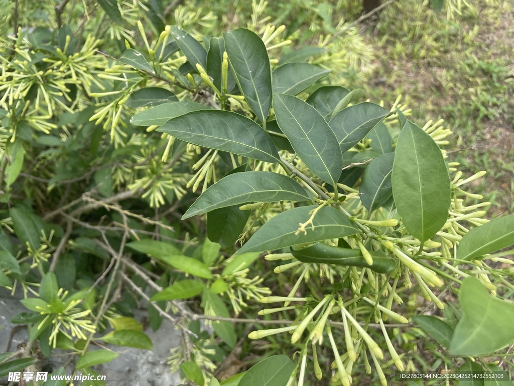 小花苞