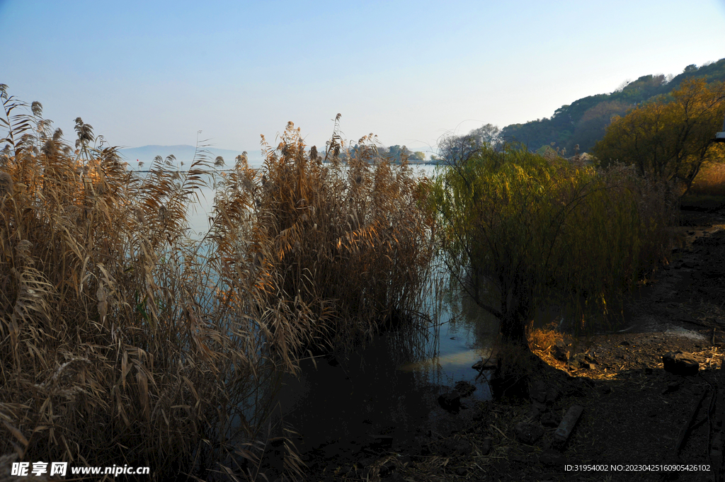 湖边湿地