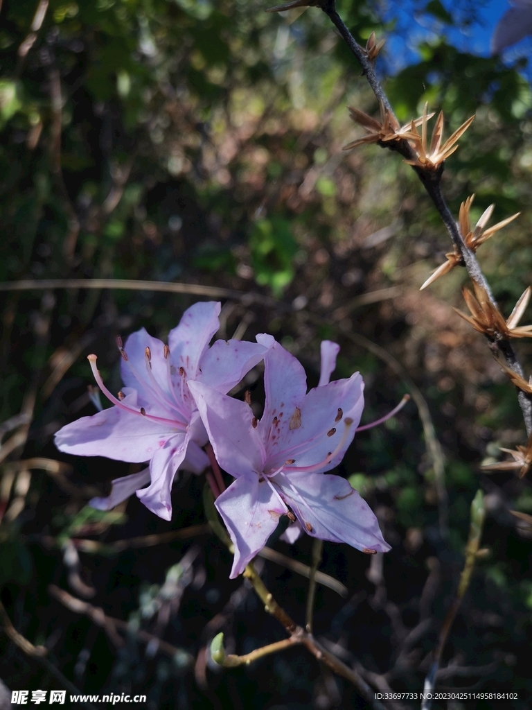 花