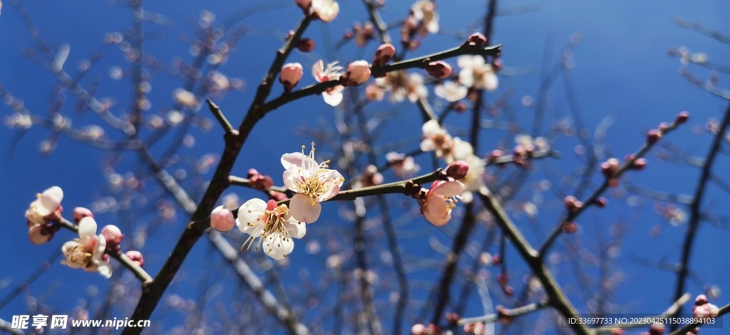 冬天里的梅花