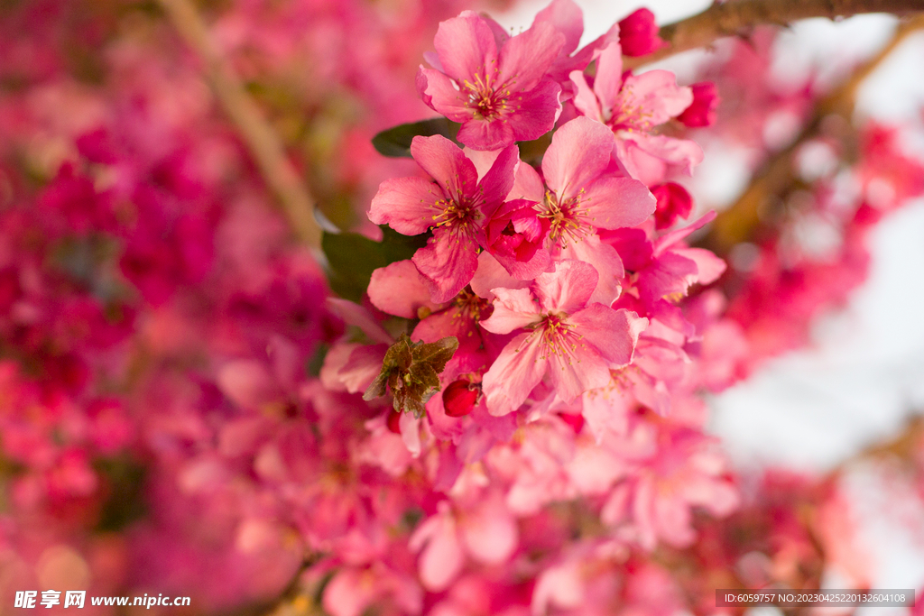 缤纷艳丽的花朵