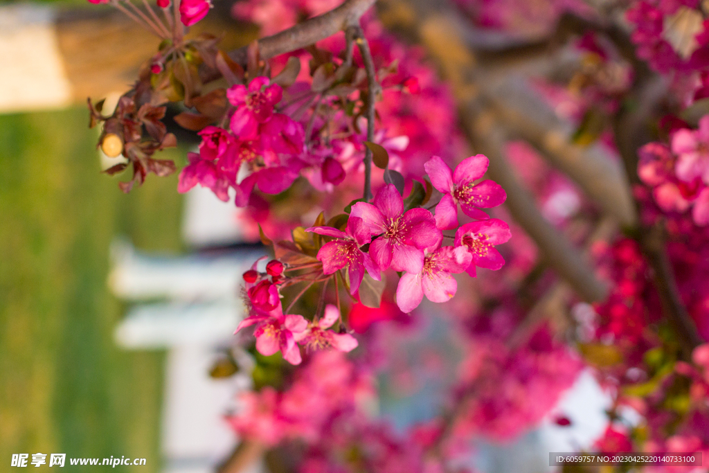 虚实突出的花朵拍摄技巧