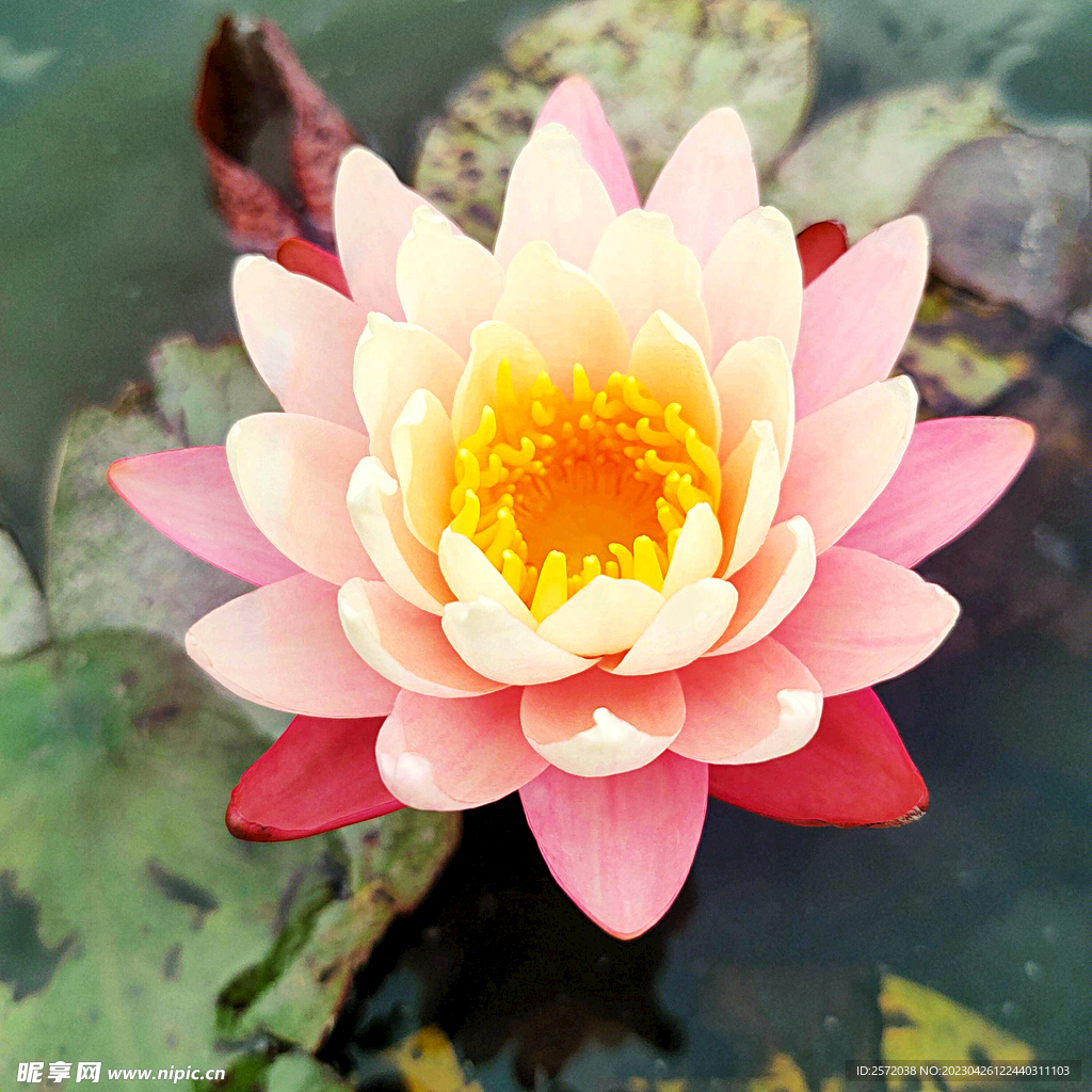 睡莲美