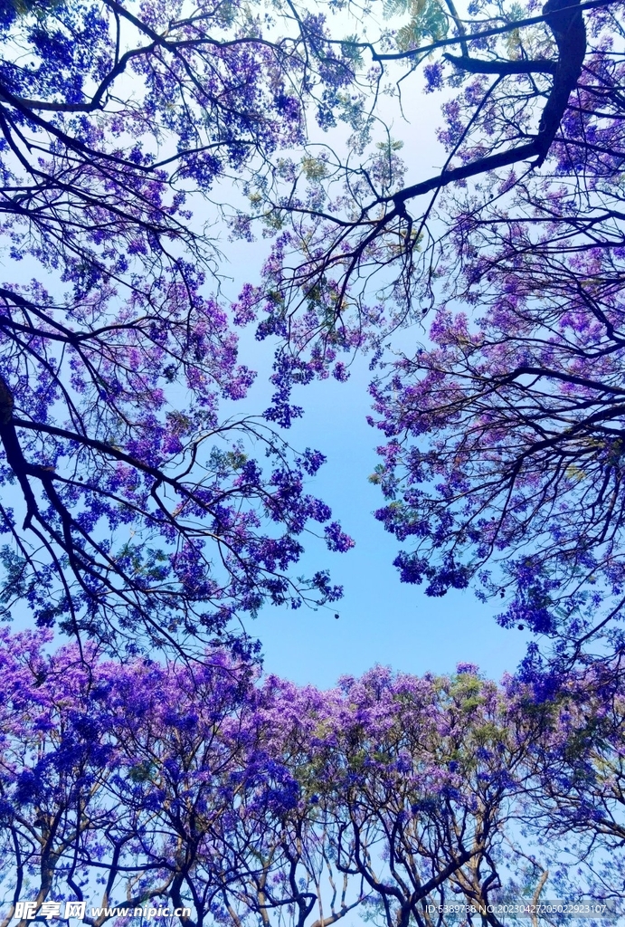 蓝花楹