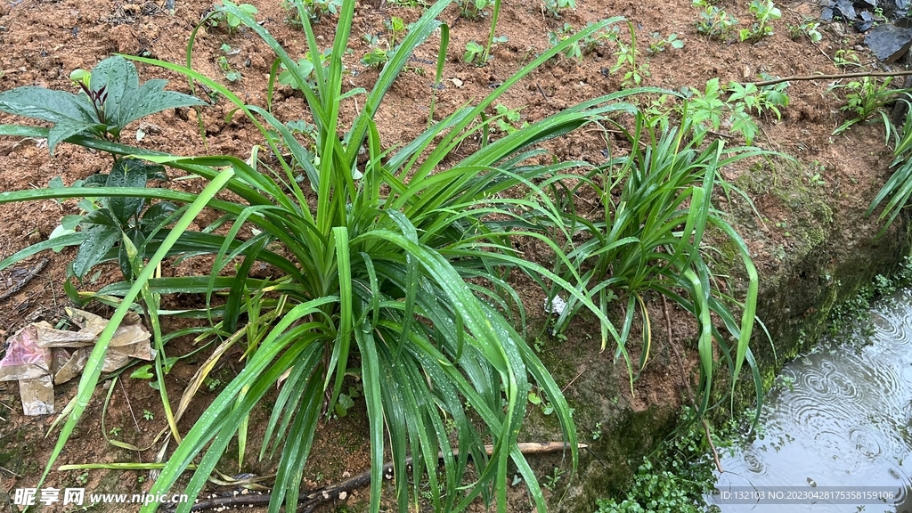 黄花菜