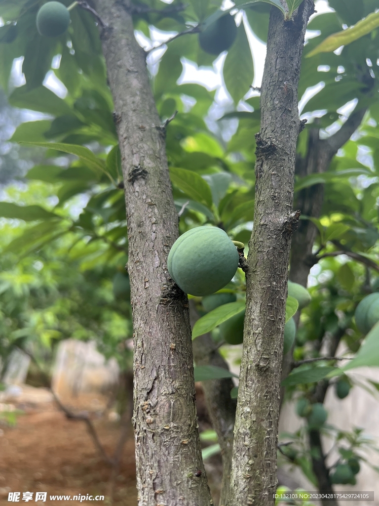 柰李树