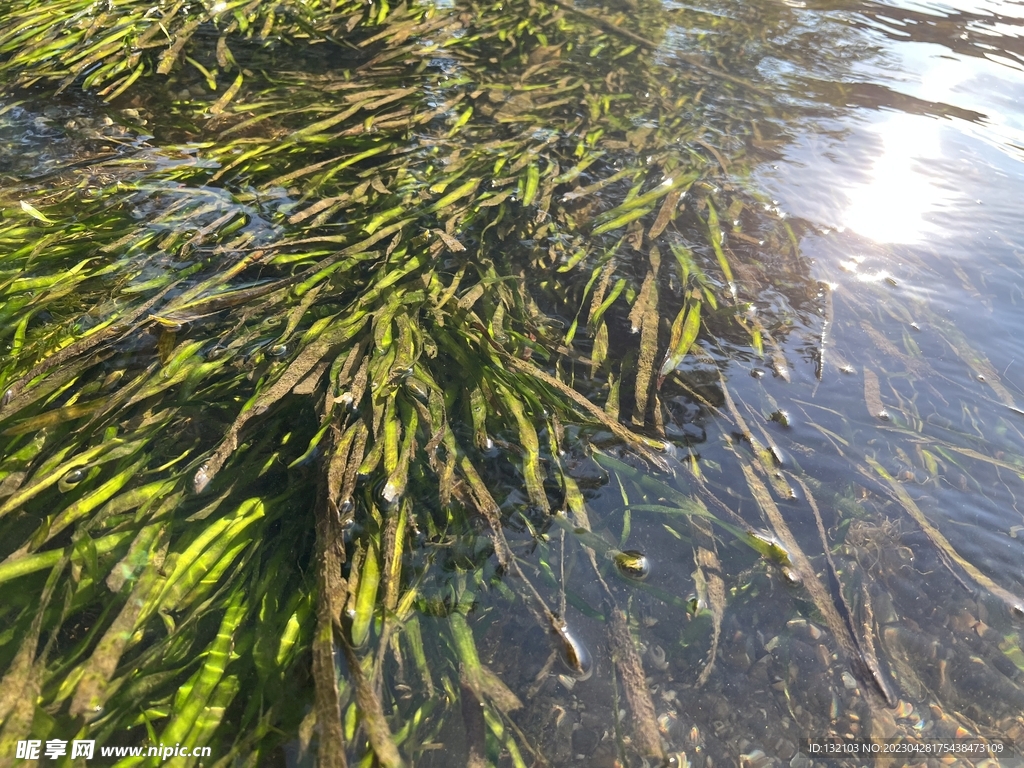 水草