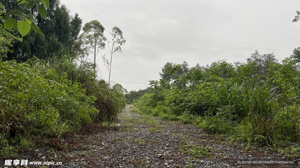 林间小路
