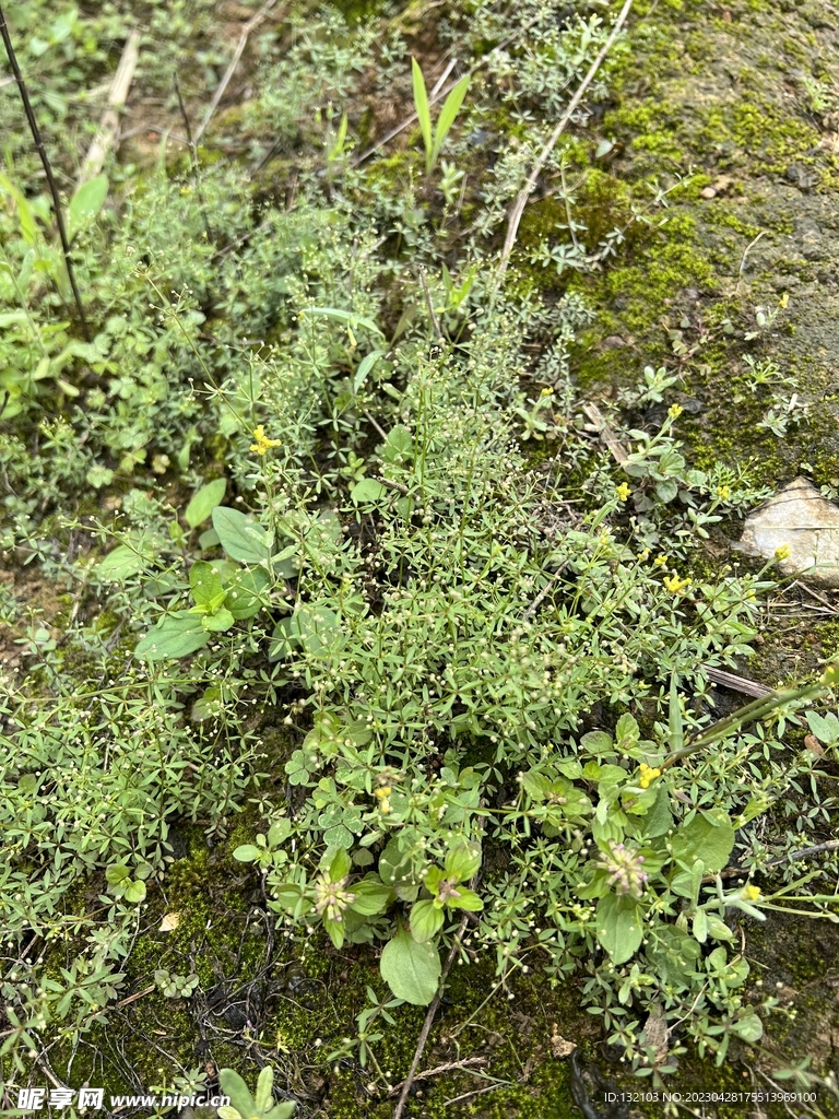 森林小植物