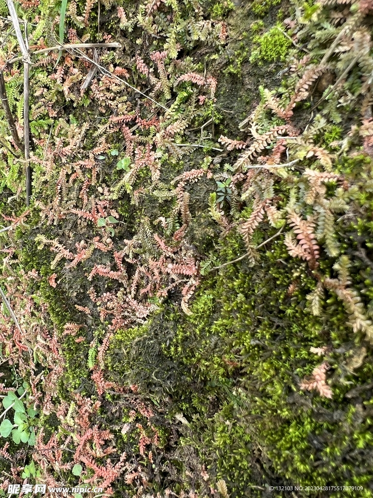 青苔