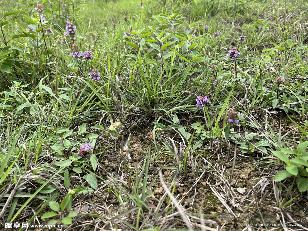 森林小植物