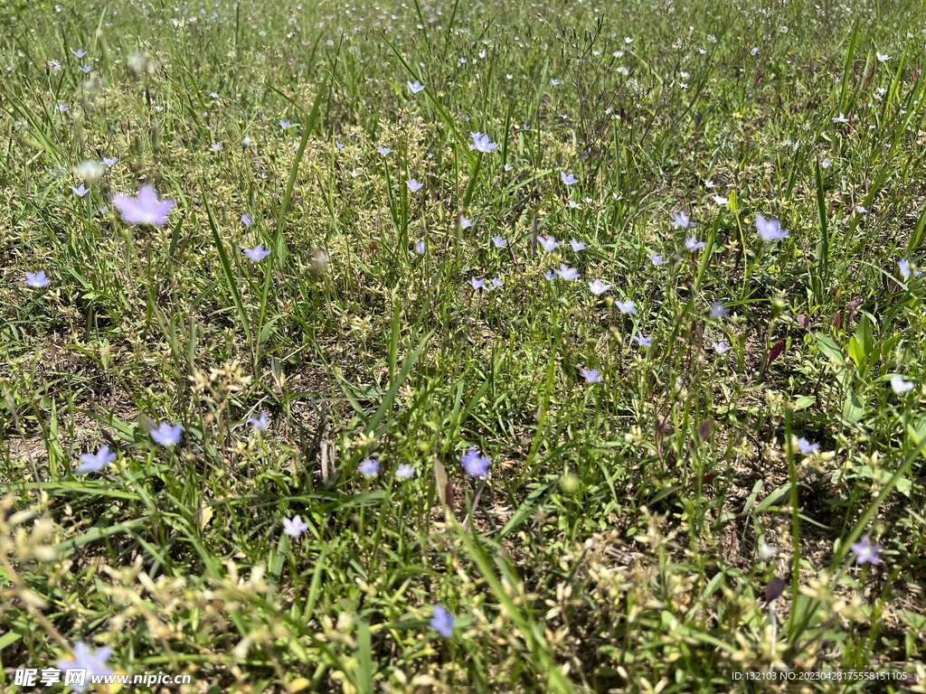 森林小植物
