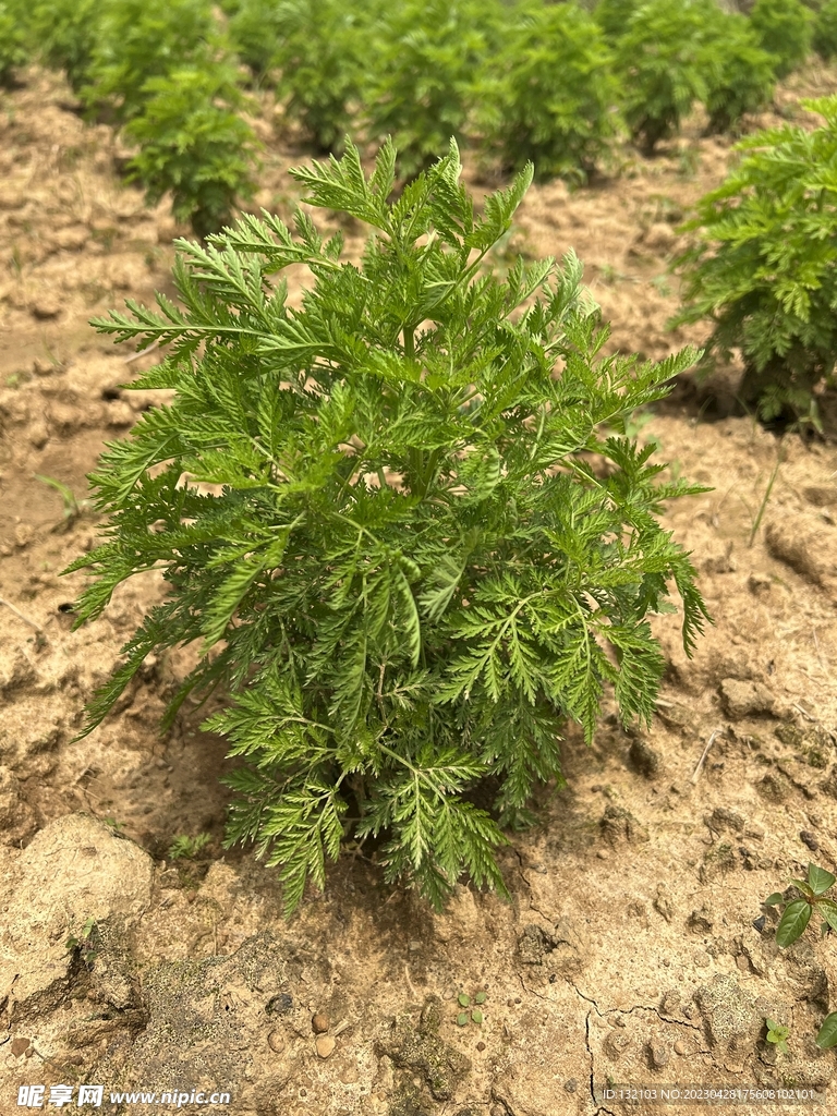 绿色植物