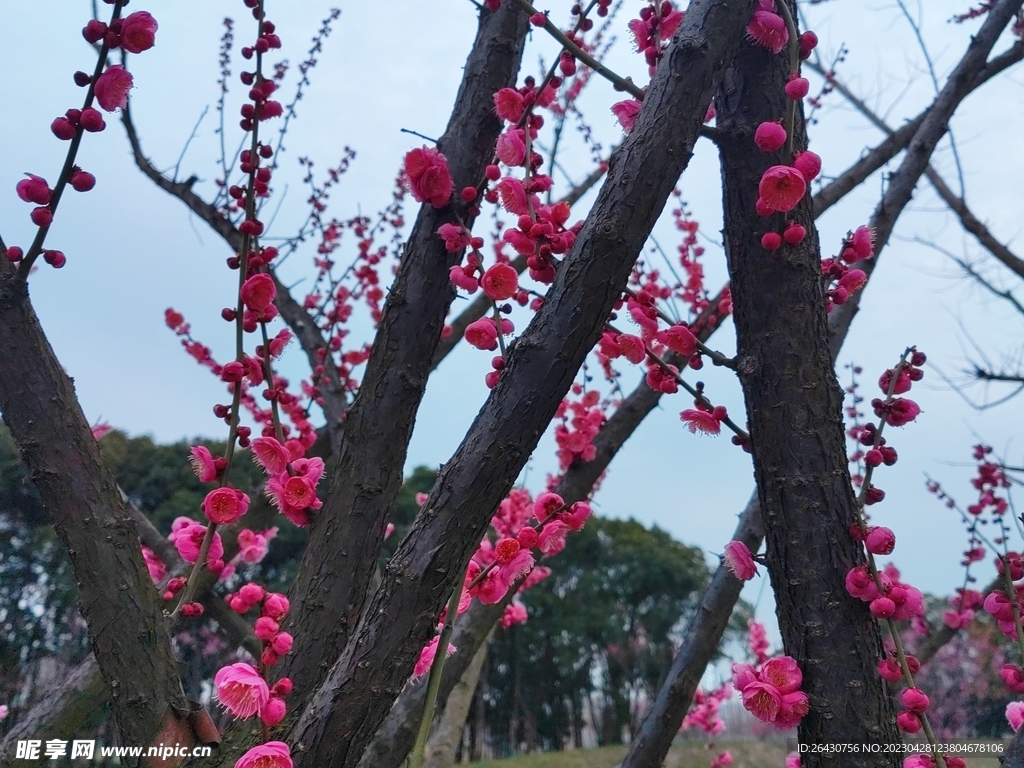 梅花开了