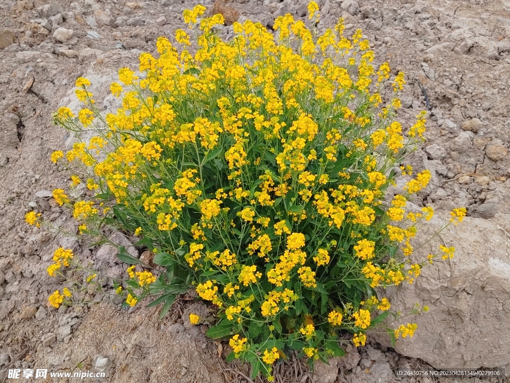 一株菜花