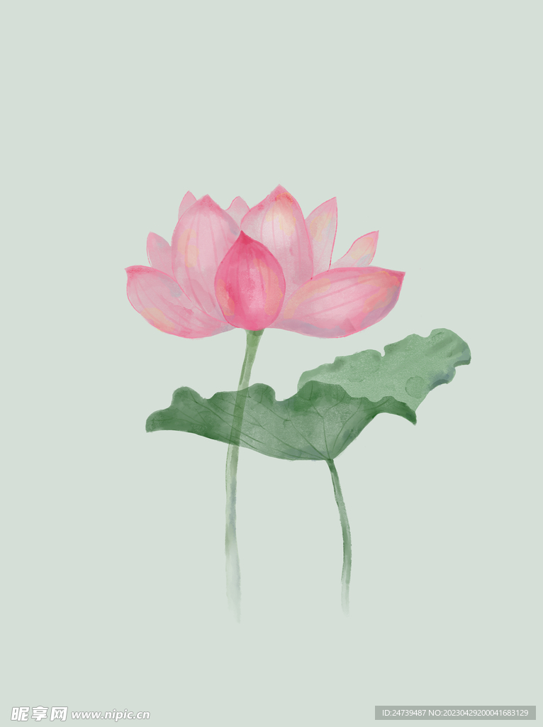 荷花